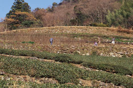 茶畑の上に見えてきた楮畑で収穫が進む。