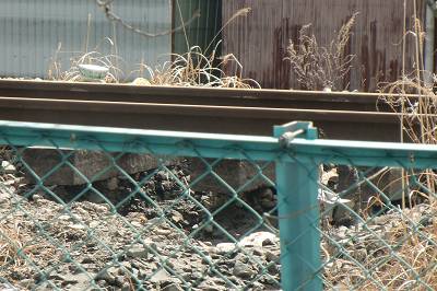 鉄道は大きく破壊されている。枕木の下の石が津波で流されており、鉄道の修復も相当な労力を使うものと見られる（藤末撮影）
