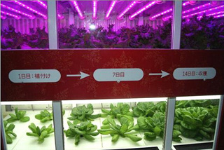 図1●完全人工光型の植物工場の例 （写真：テクノアソシエーツ）